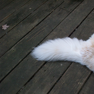 A Bob tail